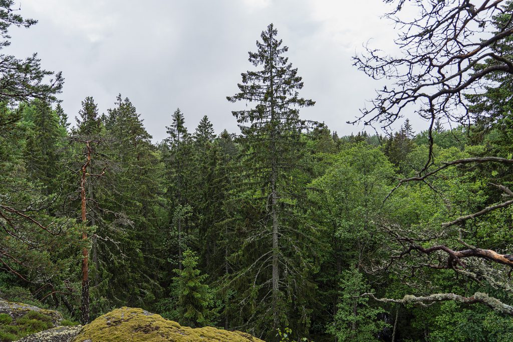 Norrbyskogen. Foto: Anders Löwdin